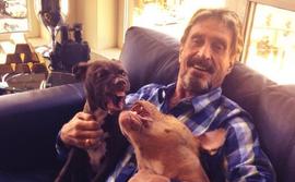 mcafee-and-dogs